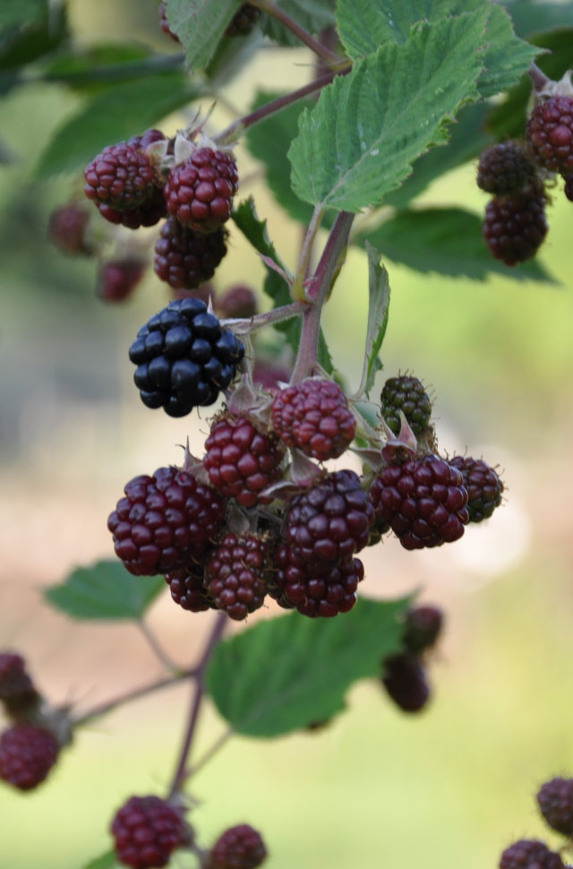 Brombeeren